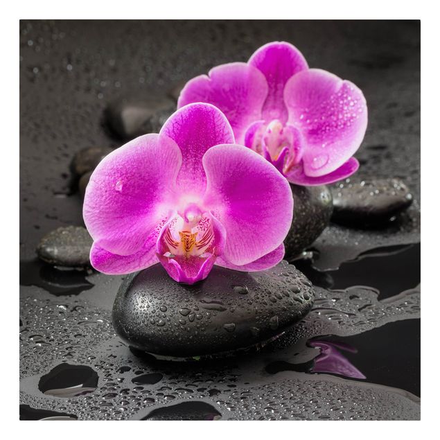 Billeder på lærred blomster Pink Orchid Flower On Stones With Drops
