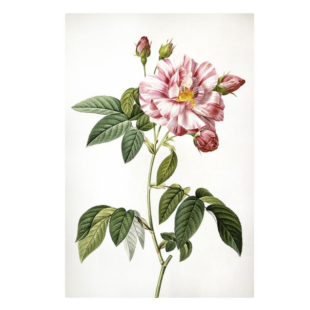 Billeder blomster Pierre Joseph Redoute - Pink Gallica Rose