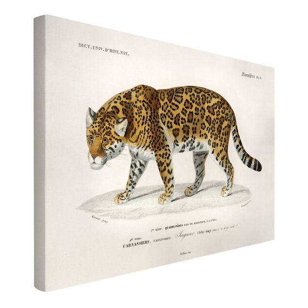 Billeder på lærred tiger Vintage Board Jaguar