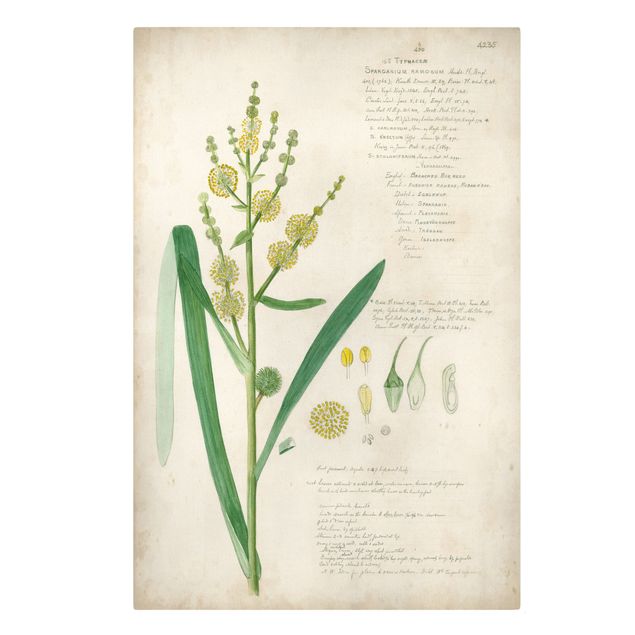 Billeder blomster Vintage Botany Drawing Grasses IV