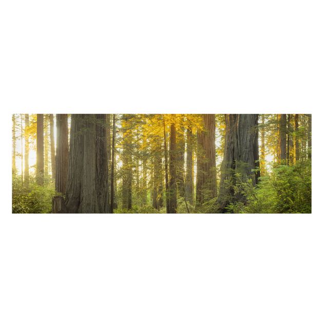 Billeder på lærred skove Redwood National Park
