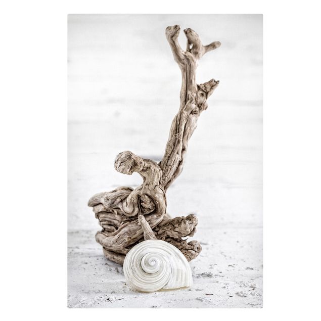 Billeder på lærred kunsttryk White Snail Shell And Root Wood