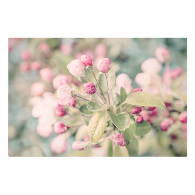 Billeder lyserød Apple Blossom Bokeh Light Pink