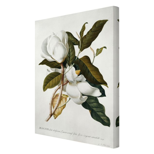 Billeder grøn Georg Dionysius Ehret - Magnolia