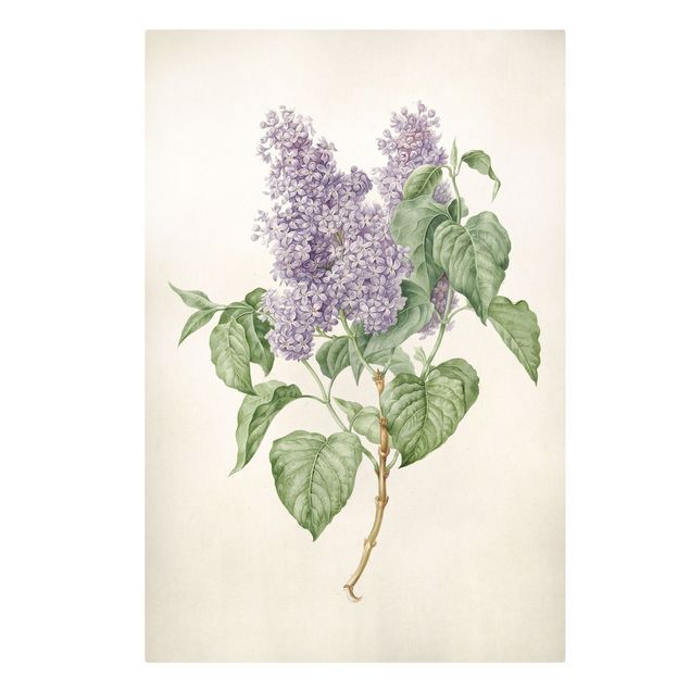 Billeder blomster Maria Geertruyd Barber-Snabilie - Lilac
