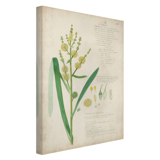 Billeder blomster Vintage Botany Drawing Grasses IV