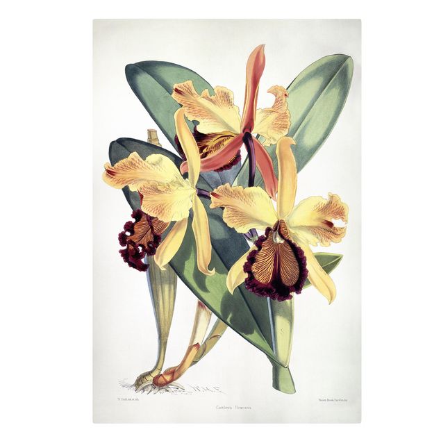 Billeder på lærred blomster Walter Hood Fitch - Orchid