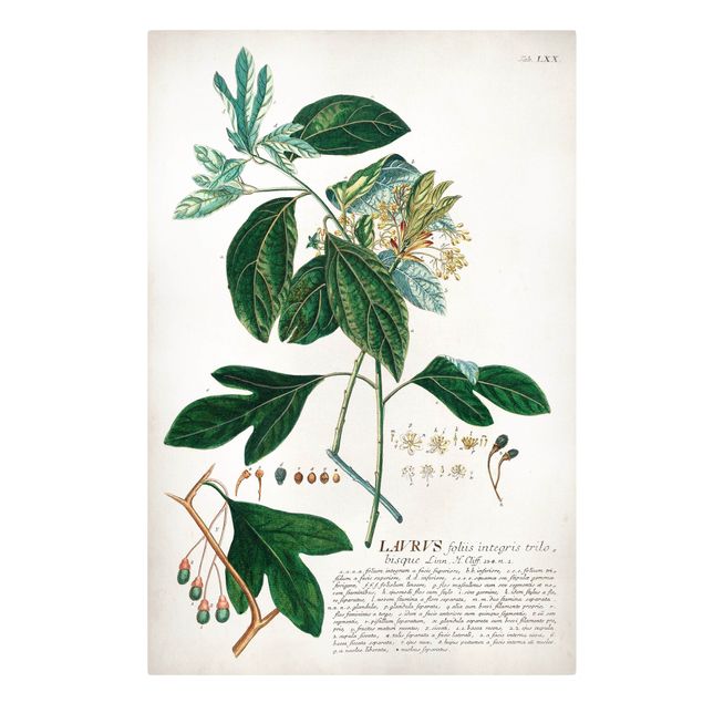 Billeder på lærred krydderier og urter Vintage Botanical Illustration Laurel