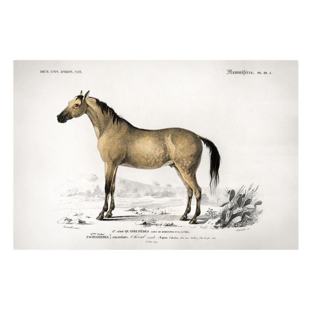 Billeder på lærred dyr Vintage Board Horse