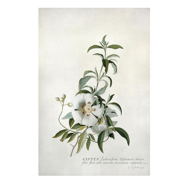 Billeder blomster Georg Dionysius Ehret - Rockrose