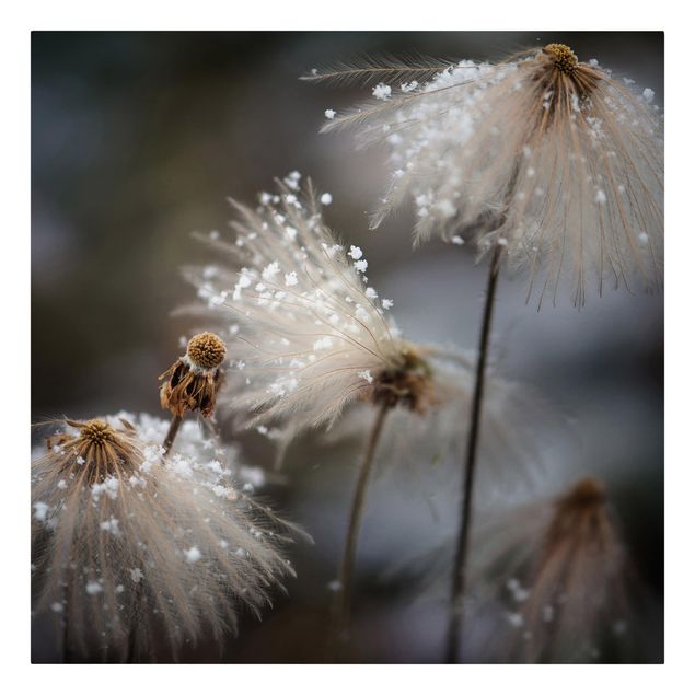 Billeder blomster Dandelions With Snowflakes