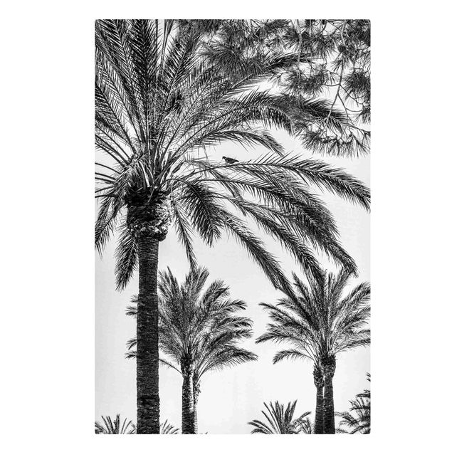 Billeder på lærred sort og hvid Palm Trees At Sunset Black And White