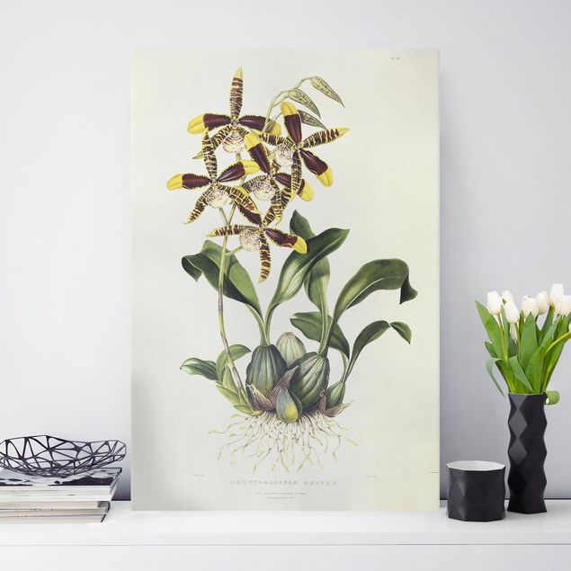 Billeder orkideer Maxim Gauci - Orchid II