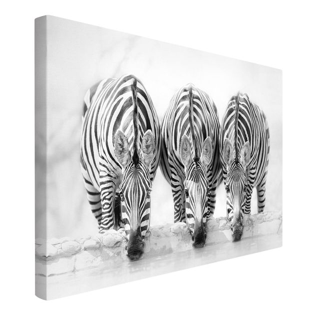 Billeder på lærred sort og hvid Zebra Trio In Black And White