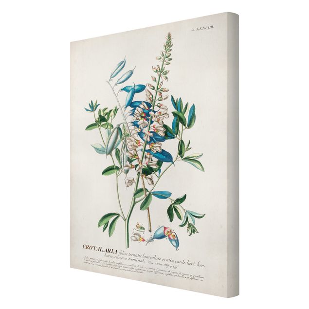 Billeder Vintage Botanical Illustration Legumes