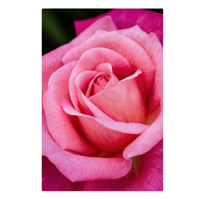 Billeder blomster Pink Rose Flowers Green Backdrop