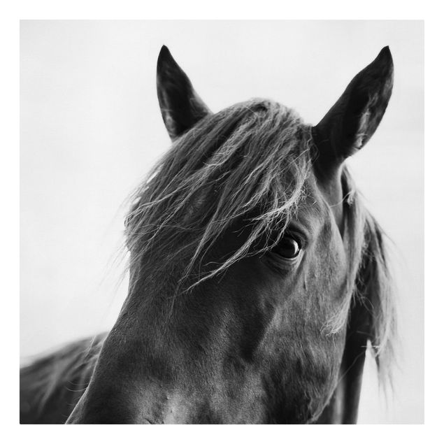 Billeder på lærred kunsttryk Curious Horse
