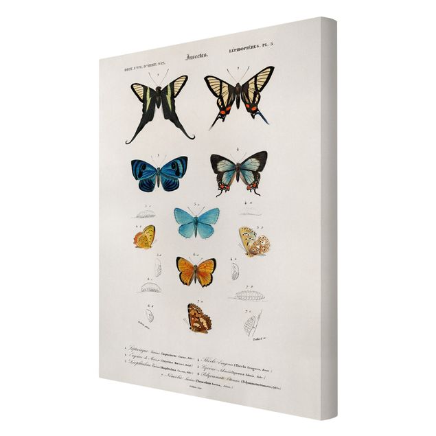 Billeder retro Vintage Board Butterflies I