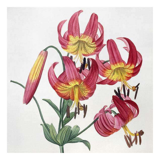 Billeder blomster Pierre Joseph Redoute - Lilium Superbum