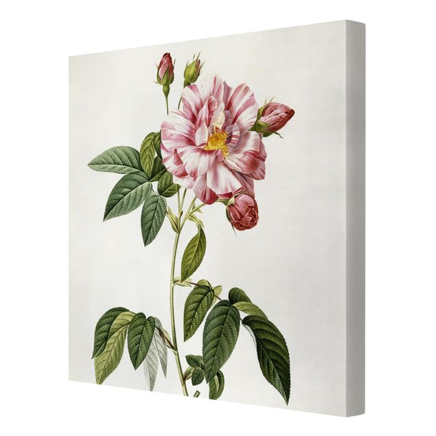 Billeder blomster Pierre Joseph Redoute - Pink Gallica Rose