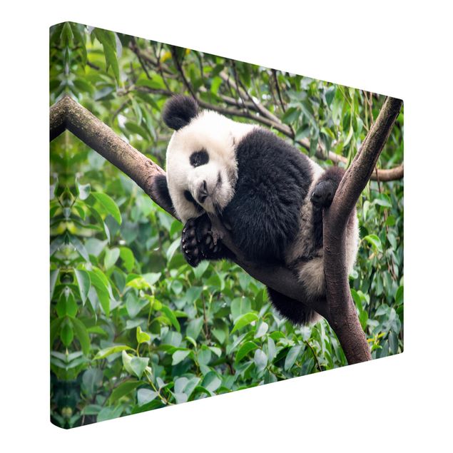 Billeder landskaber Sleeping Panda On Tree Branch