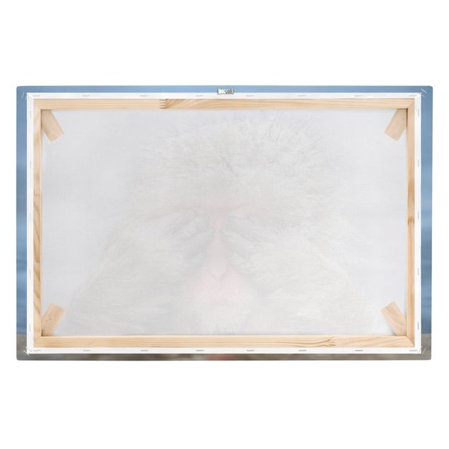 Billeder brun Japanese Macaque