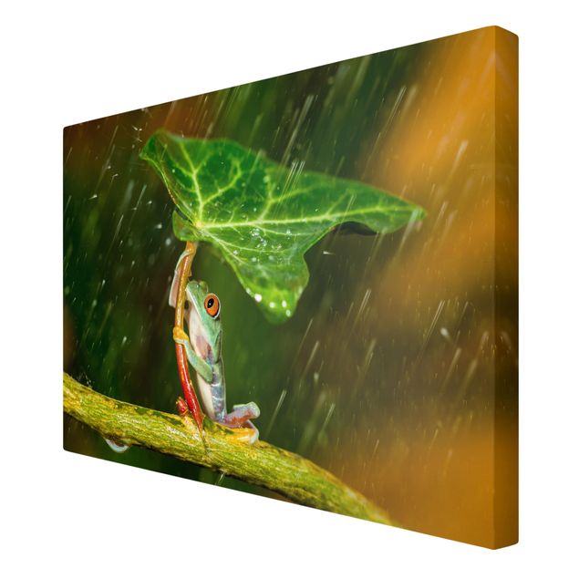 Billeder grøn Frog In The Rain