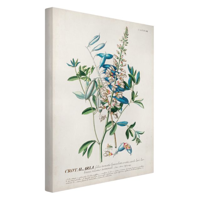 Billeder blomster Vintage Botanical Illustration Legumes