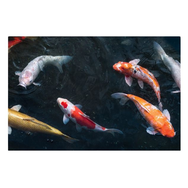 Billeder fisk Kois In A Pond