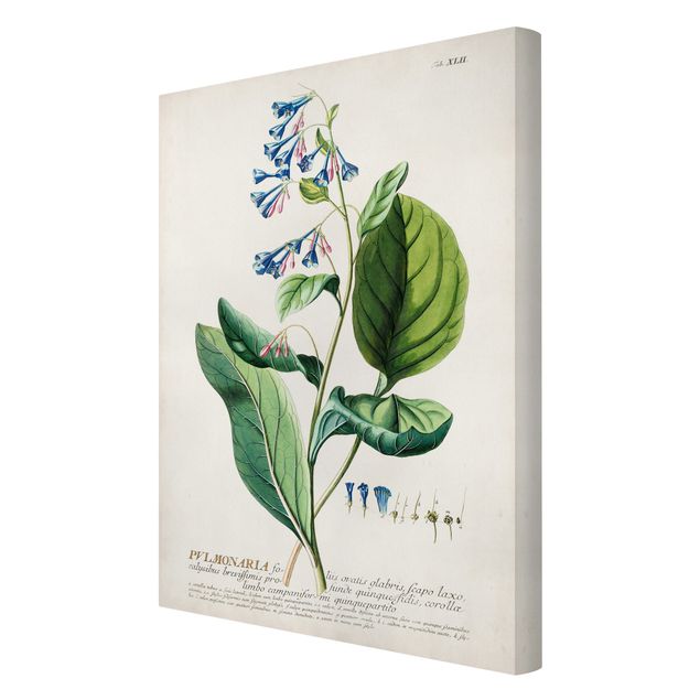 Billeder grøn Vintage Botanical Illustration Lungwort