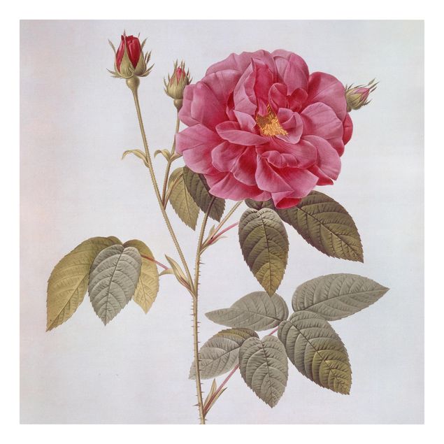 Billeder blomster Pierre Joseph Redoute - Apothecary's Rose