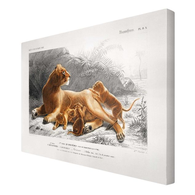 Billeder landskaber Vintage Board Lioness And Lion Cubs