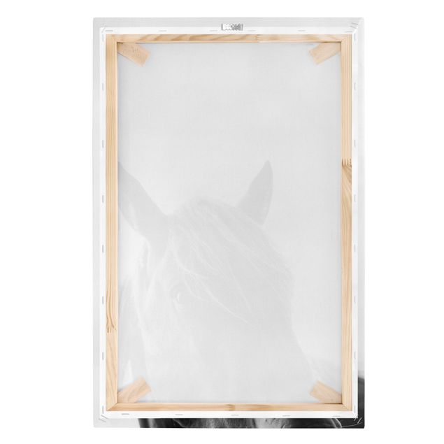 Billeder sort og hvid Curious Horse