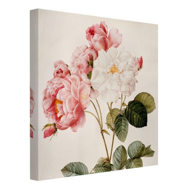 Billeder på lærred blomster Pierre Joseph Redoute - Pink Damascena