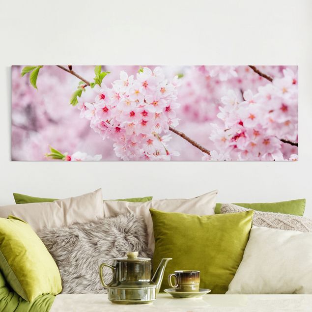 Billeder Asien Japanese Cherry Blossoms