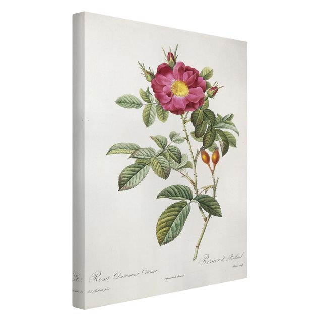 Billeder på lærred blomster Pierre Joseph Redoute - Portland Rose
