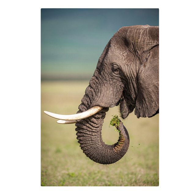 Billeder på lærred dyr Feeding Elephants In Africa