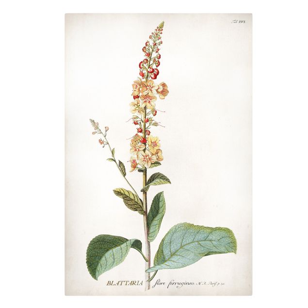 Billeder gul Vintage Botanical Illustration Mullein