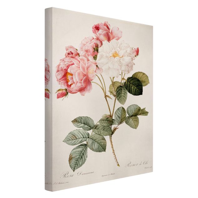 Billeder på lærred blomster Pierre Joseph Redoute - Pink Damascena