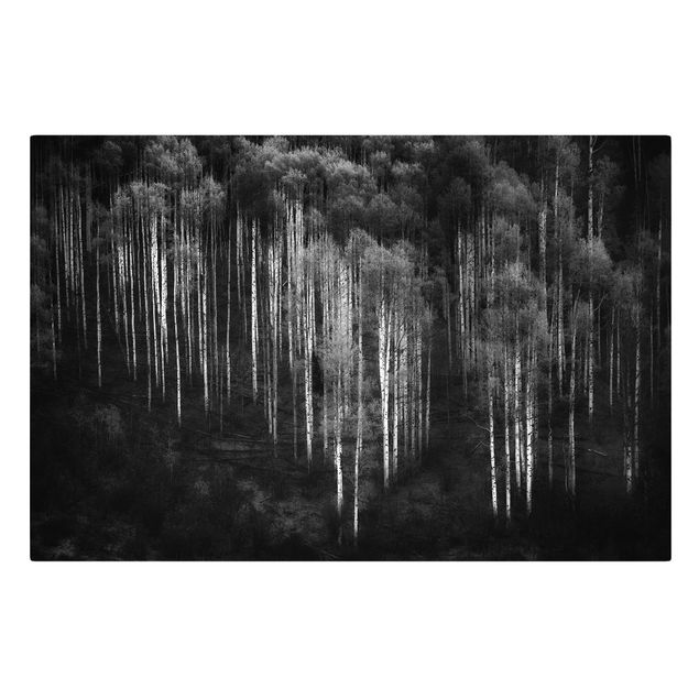 Billeder på lærred landskaber Birch Forest In Aspen