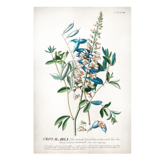 Billeder blå Vintage Botanical Illustration Legumes