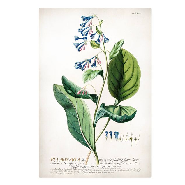 Billeder på lærred krydderier og urter Vintage Botanical Illustration Lungwort