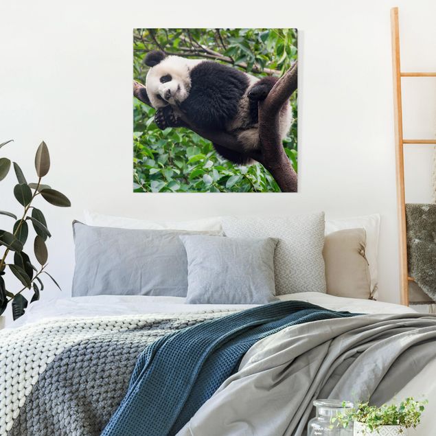 Billeder pandaer Sleeping Panda On Tree Branch