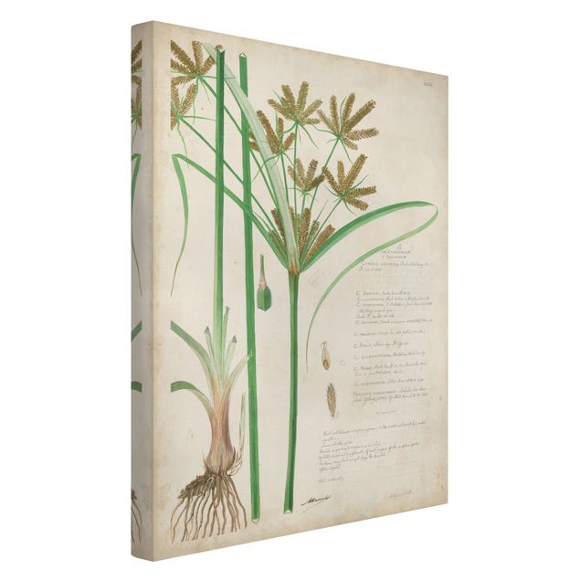 Billeder blomster Vintage Botany Drawing Grasses I