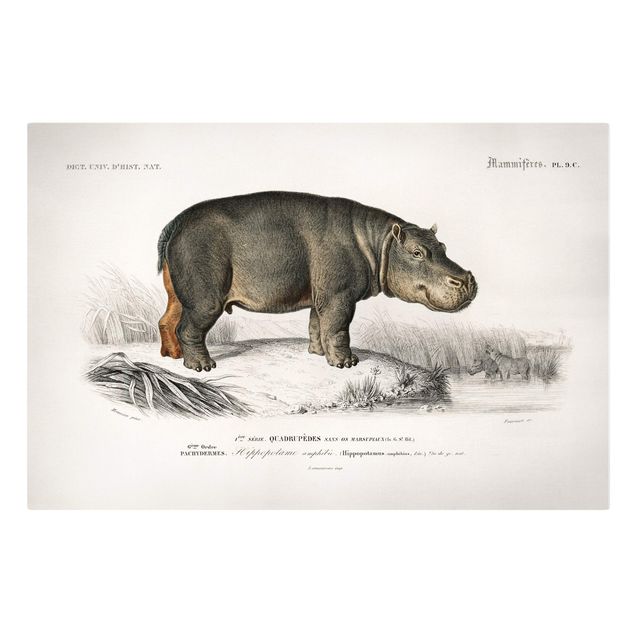 Billeder landskaber Vintage Board Hippo