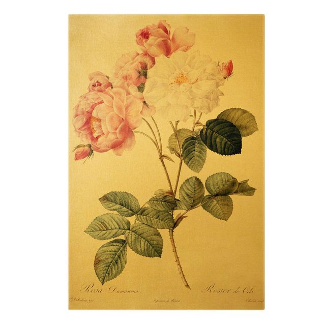 Billeder blomster Pierre Joseph Redoute - Rosa Damascena