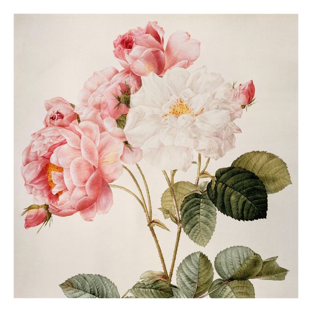 Billeder blomster Pierre Joseph Redoute - Pink Damascena