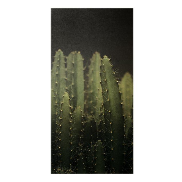 Billeder moderne Desert Cactus At Night