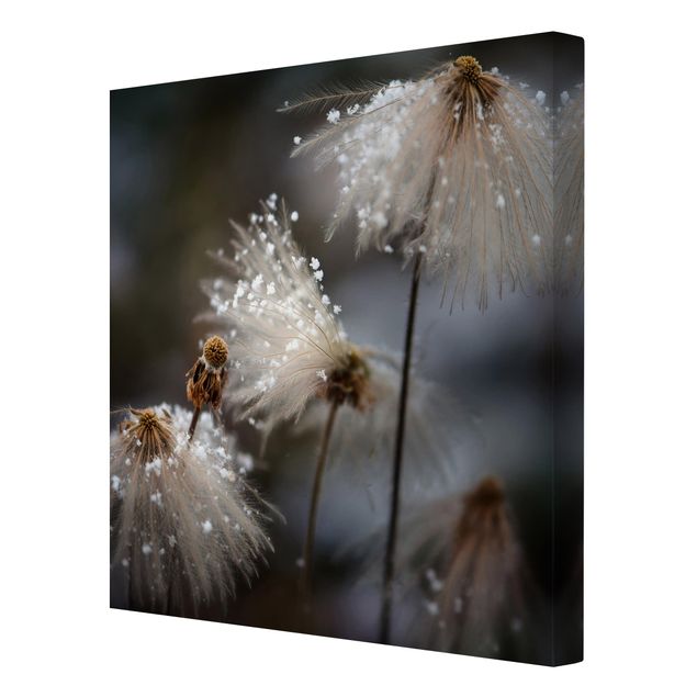 Billeder sort Dandelions With Snowflakes