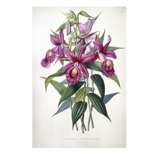 Billeder på lærred blomster Maxim Gauci - Orchid I